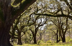 FM 521 TX, Angleton, TX 77515