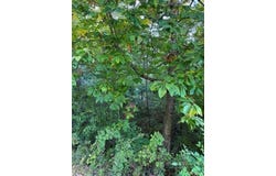 Fishers Peak View, Ennice, NC 28623