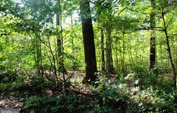 MANDEVILLE Road, JOPPA, MD 21085