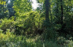OAKLEY Drive, BUSHWOOD, MD 20618