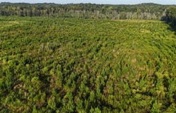 Hwy 17, Reform, AL 35481