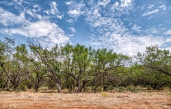 County Road 306, Moran, TX 76464