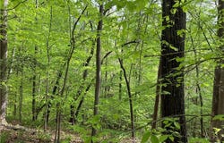 Sheets Trail, Germanton, NC 27019