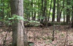 Driftwood Drive, DeWitt, MI 48820
