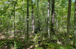 Maple Tree Lane, Pine City, MN 55063