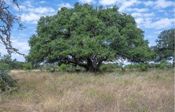955 S Laird Rd, Harper, TX 78631