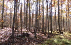 Gordon Brook Road, Scio, NY 14880