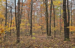 Bob Cat Trail, Dunlap, TN 37327