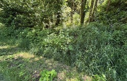 Sweet Creek Road, Mapleton, OR 97453