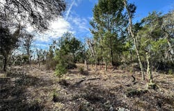 NE 16TH Lane, WILLISTON, FL 32696