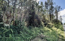 ROAD 8 (MOHO), Mountain View, HI 96760
