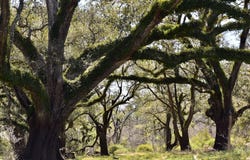 FM 521 TX, Angleton, TX 77515