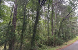 Diamond T Road, Heflin, LA 71039