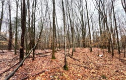 VL Cherry Street, Olean, NY 14760