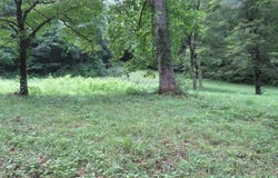 Lotus, Sylva, NC 28779