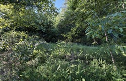 Wallace Drive, Rockaway Beach, MO 65740
