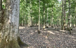 Approx. 9500 US 80 W, Marion Junction, AL 36759