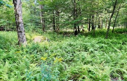 Callicoon Road, Damascus, PA 18415