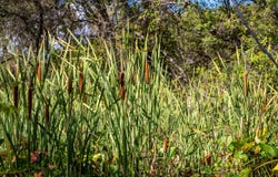 Chili Hill Road, Newcastle, CA 95658
