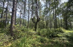 Plantation Lane lot: 14, DeFuniak Springs, FL 32433
