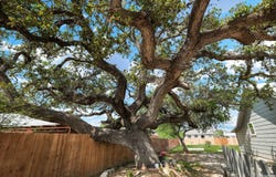 507 Hayden, Devine, TX 78016