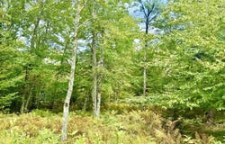 Chickadee Drive lot: 9, Davis, WV 26260-0000