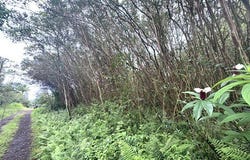 HAWAII ST, Pahoa, HI 96778