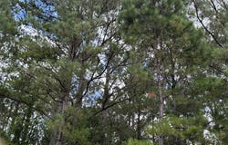 34125 lloyd mill rd, Red Level, AL 36474
