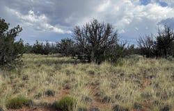 2445 Athapascan Drive, Heber, AZ 85928