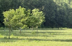 Highway 540, Homer, LA 71040