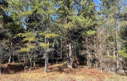 E N Down River Road lot: 364, Grayling, MI 49738