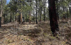 101 Pine Crest Drive, Bayfield, CO 81122