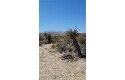 Palo Verde, Morongo Valley, CA 92256