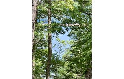 Restful Run lot: 24, Nancy, KY 42544