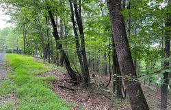 FAWN Drive, BASYE, VA 22810
