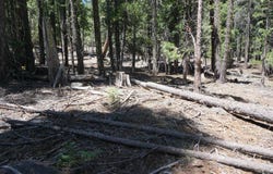 1 Papoose Trail, Graeagle, CA 96103