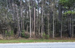 Clements Ferry Road, Wando, SC 29492