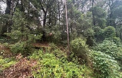 Clairborne Jones Rd, WAYNESBORO, MS 39367