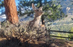 2709 Sunrise Ct, Estes Park, CO 80517