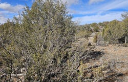 30022 W Amalia Road, Seligman, AZ 86337