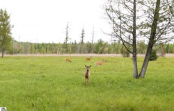 S Sullivan Road, Cedar, MI 49621