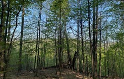 John B Hewitt Spur, Roxbury, NY 12421