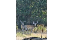 2724 Sd 24910, Rocksprings, TX 78880