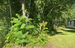 Wood Street, Charleston, AR 72933