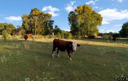 FM 314, Brownsboro, TX 75756