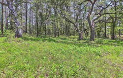 Vacant E 2nd Way, Greenville, FL 32331