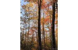 Townline Road, Skandia, MI 49855