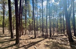 249 Timber Drive, Bayfield, CO 81122
