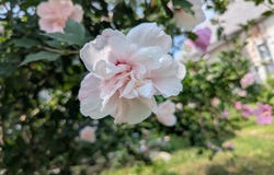 18 W Delta Street, Aurora, MO 65605