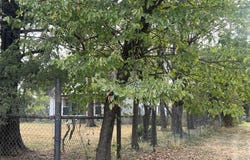 85 Foose Road, Buffalo, MO 65622